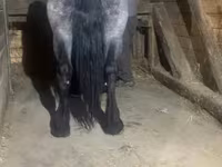 Stute, Polish Heavy — Foto 5