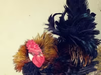 Chickens — foto 6