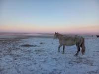 Mare, Yakutian horse — photo 3