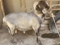 भेड़ें (लॉट, लिंग निर्दिष्ट नहीं), भेड़ — फ़ोटो 2