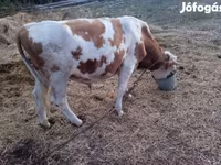 सांड, Charolais cattle — फ़ोटो 4