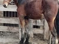 Cavalo, Vladimir heavy draft — foto 5