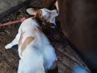 Vaca, Brown Mountain — foto 6