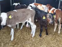 Taureau, Vache limousine — photo 2