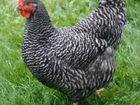 Rhode Island Red — foto 1