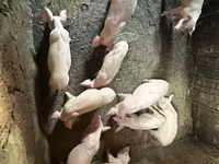 मादा सूअर, Датский ландрас — फ़ोटो 4