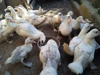 Ducks — Foto 3