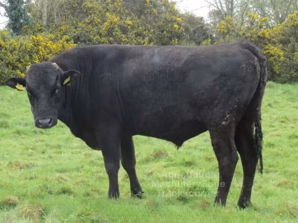 Taureau, Wagyu
