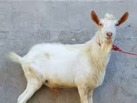 बकरा, Dutch Landrace goats — फ़ोटो 2