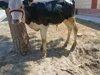 雄牛, Russian Black pied cattle — 写真 4