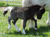 Mare, Miniature horse — photo 5