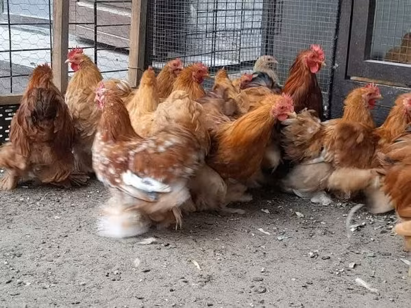 Bantam Pekín