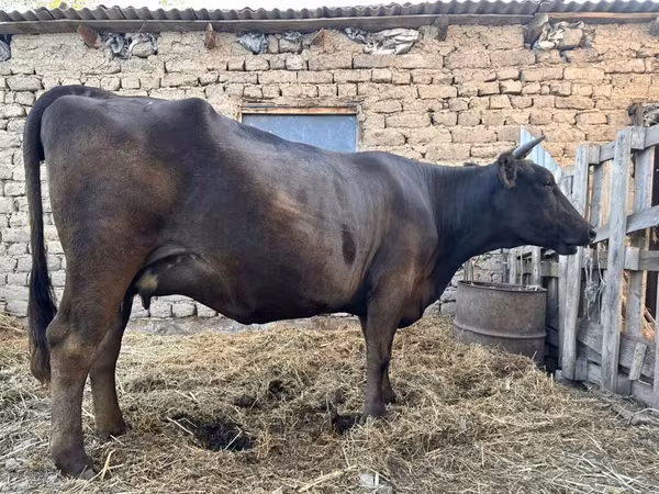 Vache, Ukrainian Brown Dairy Cattle