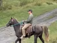 Cheval, Rocky Mountain Horse — photo 3