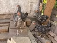 Chickens — Foto 2