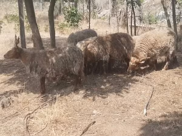 Кочкор, Рацка кой