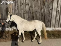 Stute, Shagya — Foto 4