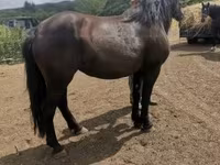 Kobyła, Međimurje horse — zdjęcie 4