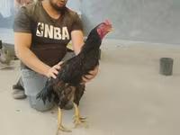 دجاج شمو — الصورة 3
