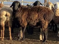 母羊, Edilbay sheep — 照片 3