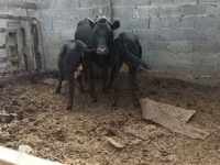 Cow, Latvian Blue cattle — photo 3