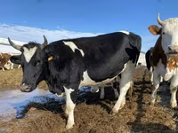 Vache, Russian Black pied cattle — photo 1