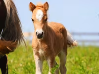 Caballos (lote, sexo no especificado), Shetland Pony — foto 7