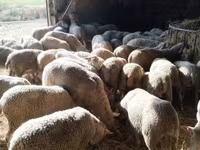 Ovce, Ile-de-France sheep — foto 2
