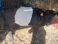 Vache, Vache galloise — photo 1