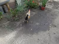 Japonský bantam — foto 3
