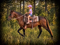 Jument, Quarter Horse — photo 1
