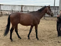 Hengst, Thoroughbred horse — Foto 4