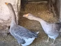 Geese — foto 1