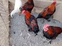 Marans — Foto 3