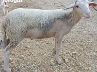 Bélier, Luzein sheep — photo 2
