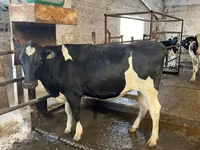 Vaca, Raza Holstein — foto 7