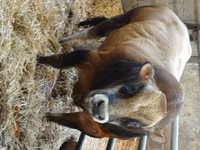 Taureau, Partenaise cattle — photo 1