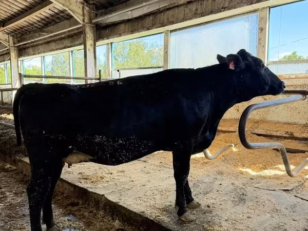 Vache, Race Holstein