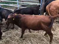 Cow, Dexter — photo 3