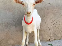 母山羊, Saanen goat — 照片 2