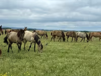 Jument, Horse breed — photo 2