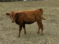 Vaca, Bovinos — foto 2