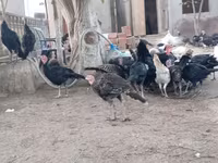 अमेरिकन बफ — फ़ोटो 4