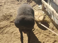公羊, Blackheaded Persian sheep — 照片 4