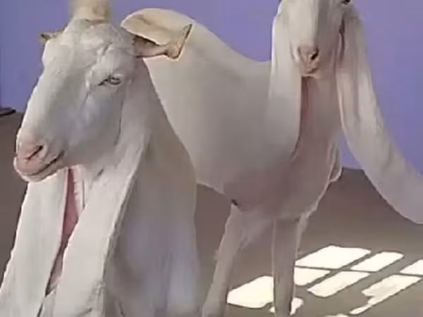Cabra, Gulabi goats