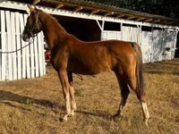 Klisna, Dutch warmblood horse — foto 3