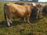 Toro, Aubrac cattle — foto 5