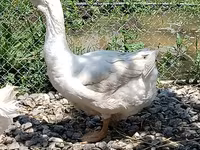 Geese — फ़ोटो 3