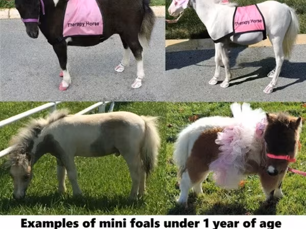 حصان, Miniature horse