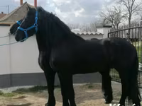 Cheval, Friesian — photo 1